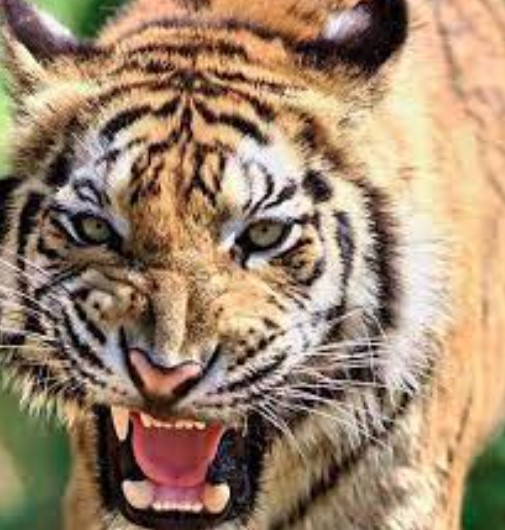 पौड़ी गढ़वाल में फिर दिखा गुलदार का आतंक, टैंट में