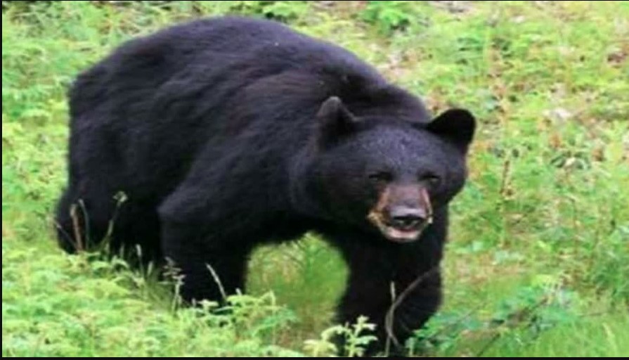 खेतों में घास लेने गई महिला पर किया भालू ने