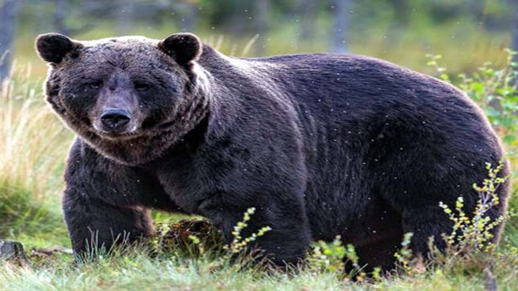 घास लाना पड़ा भारी: चमोली में भालू ने दंपती पर किया हमला, एक की मौत