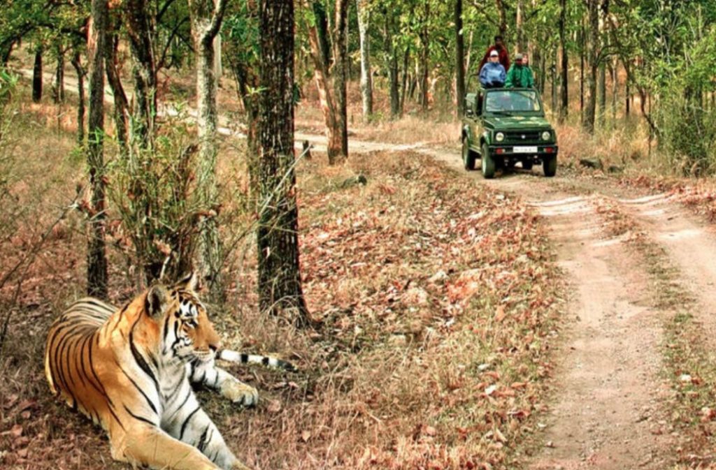 वन्यजीव प्रेमियों के लिए अच्छी खबर, 15 अक्टूबर से पर्यटकों के लिए खोल दिया जाएगा बिजरानी जोन