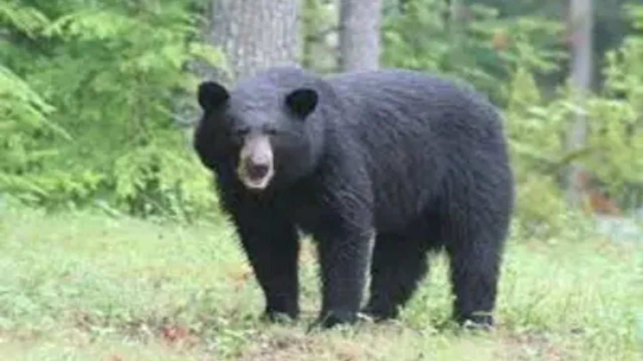 Chamoli: जोशीमठ में छाया भालुओं का आतंक, पालतू जानवरों पर किया हमला