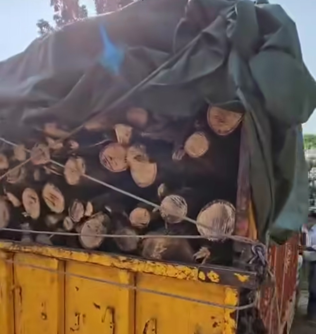 Forest Dept seizes pickup loaded with illegal timber in Sahaspur
