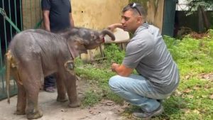 Nainital: रामनगर में मालन नदी में बहा हाथी का बच्चा, कालागढ़ रेस्क्यू कैंप में इलाज जारी