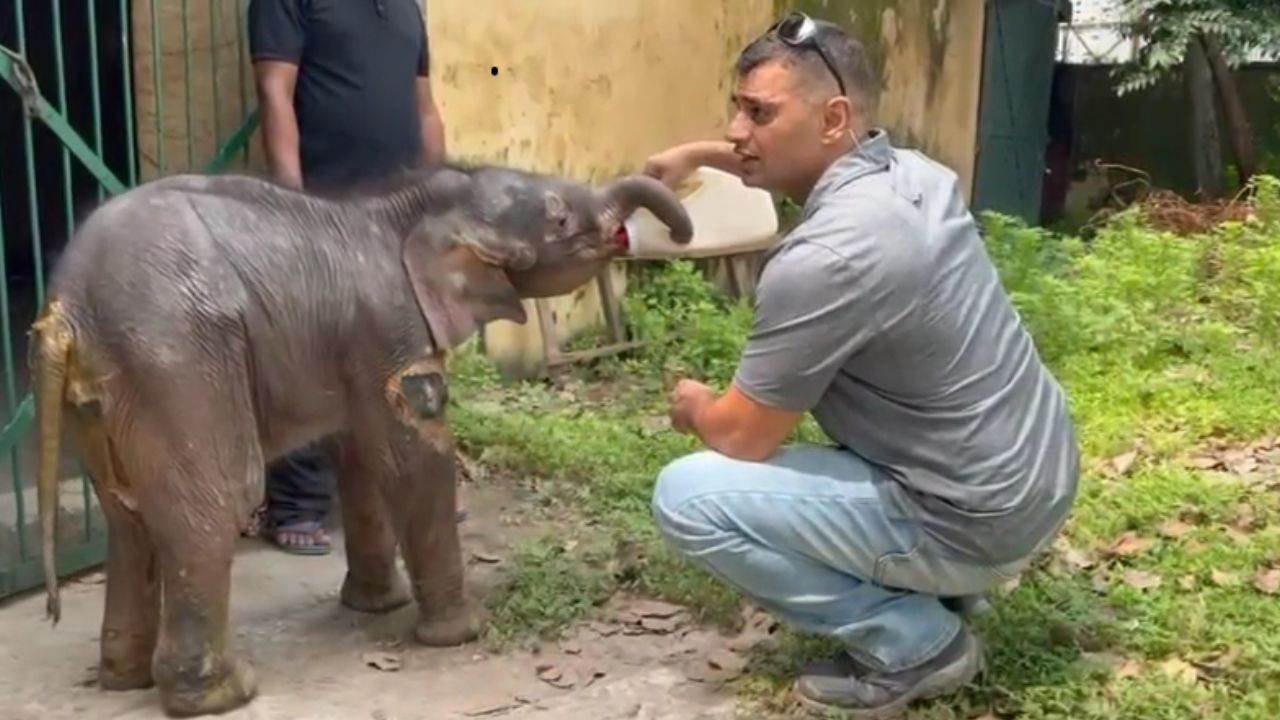 Nainital: रामनगर में मालन नदी में बहा हाथी का बच्चा, कालागढ़ रेस्क्यू कैंप में इलाज जारी