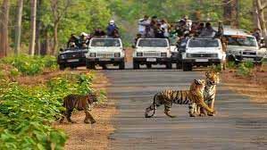 Rajaji Tiger Reserve to reopen for Jungle Safaris from 15