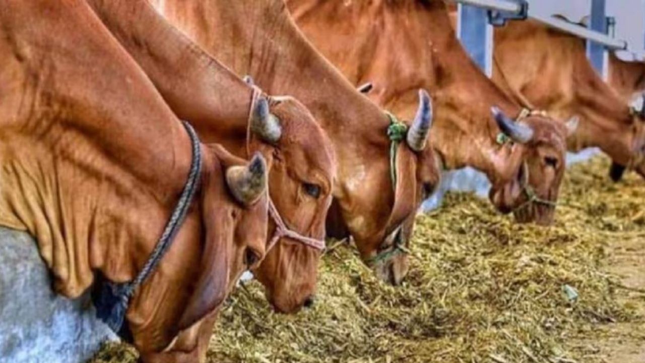 Uttarakhand: उत्तराखंड में पशुओं की 34 दवाओं पर लगी रोक, जानिए कौन सी ये दवाएं