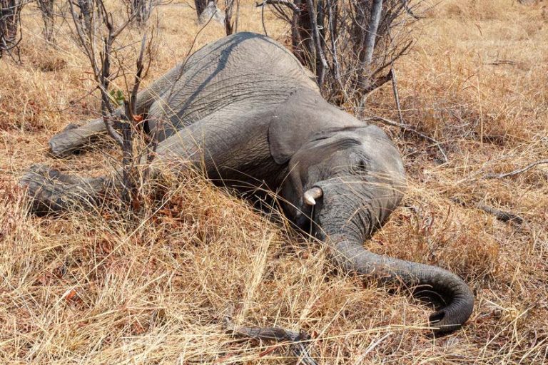 Yet another elephant dies in Haridwar division, electrocution blamed again