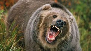 chamoli : भालू के हमले से गंभीर घायल महिला को