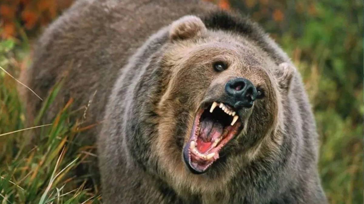 chamoli : भालू के हमले से गंभीर घायल महिला को