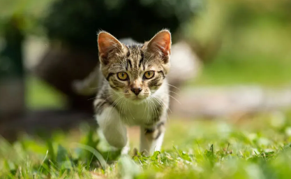 अजब मामला: बिल्ली के बच्चे घर से हुए गायब, भतीजी