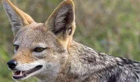 उत्‍तराखंड में सियार का आतंक, बुजुर्ग समेत छह लोगों पर