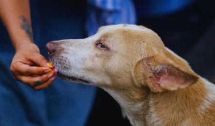 उत्तराखंड में आवारा कुत्तों को लेकर तैयार हुई गाइडलाइन, अब