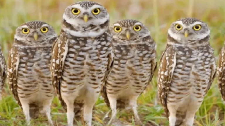 दीपावली पर हाई अलर्ट! उल्लुओं के शिकार पर सख्त निगरानी, कॉर्बेट टाइगर रिज़र्व के कर्मचारियों की छुट्टियां रद्द