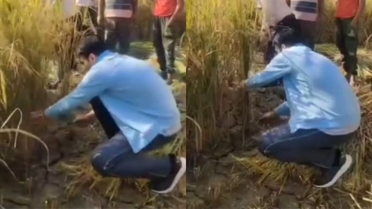 देहरादून के DM सविन बंसल खुद उतरे खेत में, किसानों संग काटी धान की फसल, देखें वीडियो