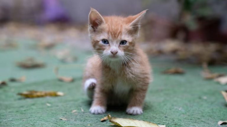 देहरादून में अनोखा झगड़ा: बिल्ली के बच्चों पर शुरू हुई तनातनी, अब दर्ज हुआ मुकदमा!