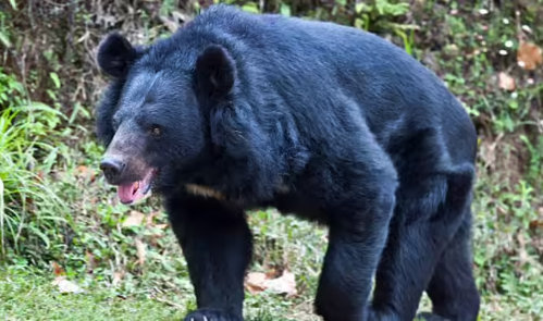 पत्नी को बचाने के लिए भालू से भिड़ गया किसान,