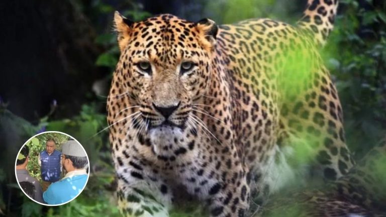 रुद्रप्रयाग में दहशत का साया! गुलदार ने 55 वर्षीय ग्रामीण को बनाया निवाला, वन विभाग अलर्ट