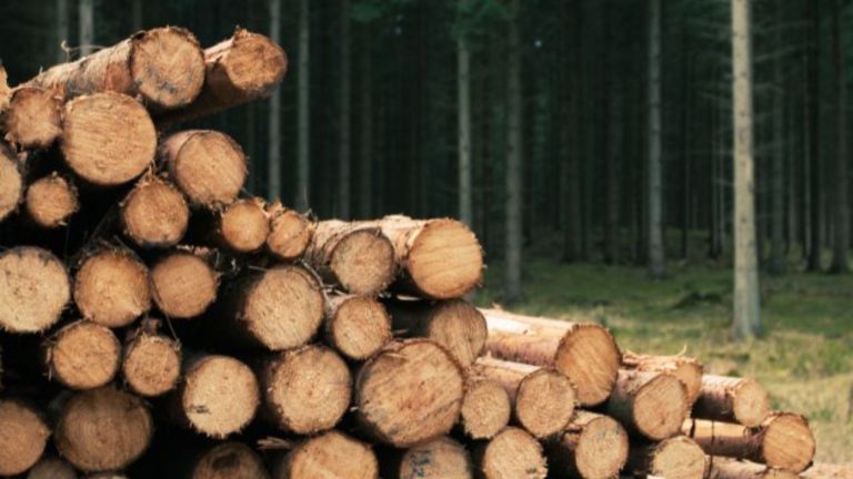 लालकुआं में वन विभाग की बड़ी कार्रवाई, अर्टिगा से बेशकीमती सागौन की लकड़ी बरामद