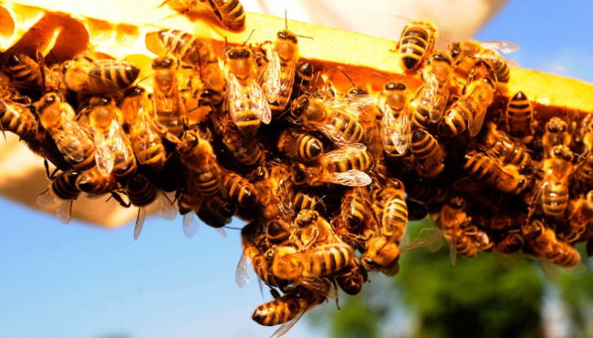 सीएम के कार्यक्रम की कवरेज को जाती टीम पर मधुमक्खियों