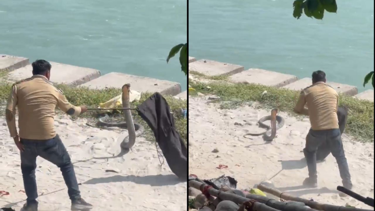 हरिद्वार में गंगा किनारे 12 फीट का विशालकाय किंग कोबरा,