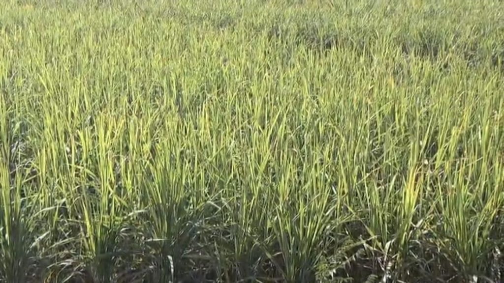 देहरादून: डोईवाला में गन्ना मूल्य को लेकर किसानों में नाराजगी, सरकार से की ये मांग