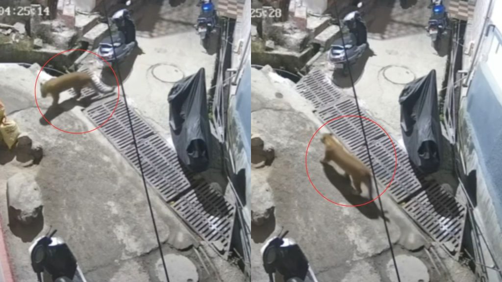 निरंजनी बाग में आधी रात दिखा गुलदार: सीसीटीवी में कैद हुई हलचल, दहशत में स्थानीय निवासी