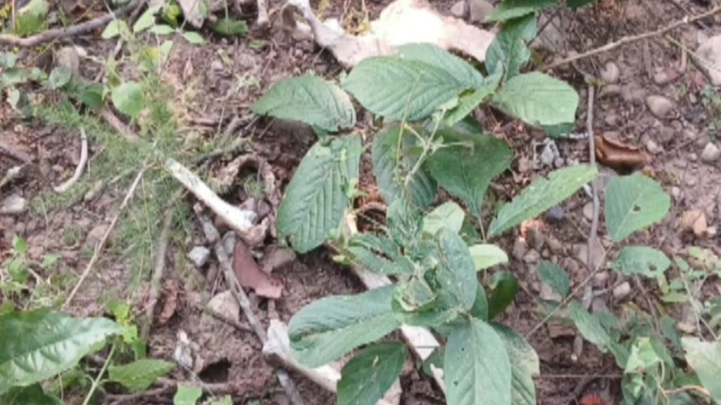 रामनगर में हुआ दिल दहला देने वाला हादसा, जंगल से मिला नर कंकाल, जानें पूरा मामला