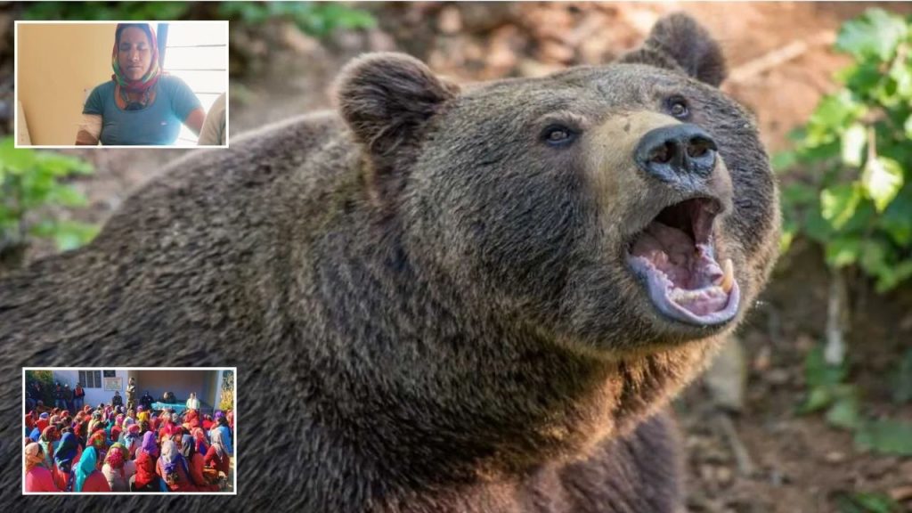 रुद्रप्रयाग में भालू का कहर: महिला को बनाया अपना शिकार, क्षेत्र में दहशत