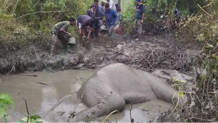 15 घंटे तक दलदल में तड़पता रहा बेजुबान, नहीं खुल