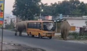 Elephants block highway near Haridwar, school bus has narrow escape