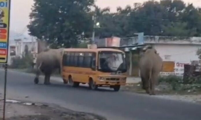 Elephants block highway near Haridwar, school bus has narrow escape