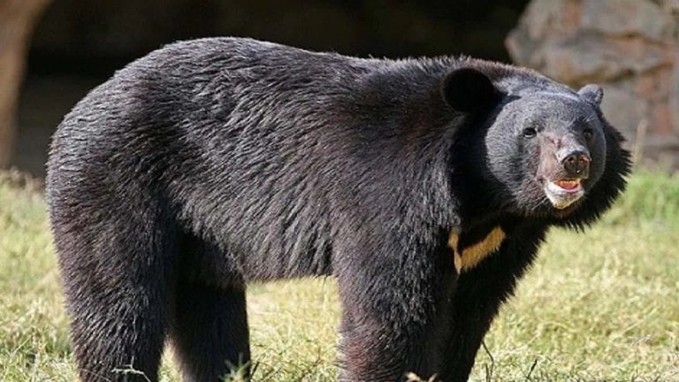 Rudraprayag News: भालू की दहाड़ से गांव में दहशत, वन विभाग को पता चला तो उठाया ये कदम