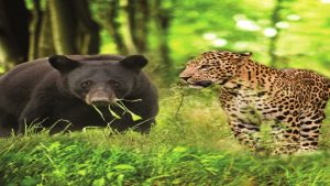 Uttarakhand News: भालू और गुलदार के आंतक से गांवों में दहशत! टोली बनाकर आवाजाही करने को मजबूर ग्रामीण