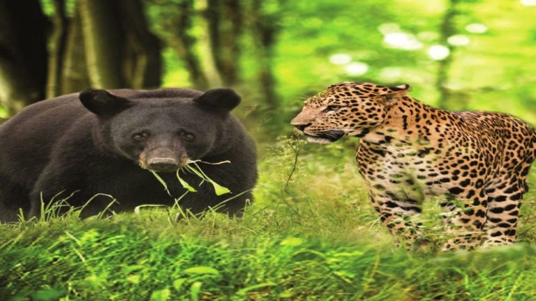 Uttarakhand News: भालू और गुलदार के आंतक से गांवों में दहशत! टोली बनाकर आवाजाही करने को मजबूर ग्रामीण