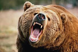 Woman injured in bear attack in Jaunsar-Bawar, villagers demand compensation