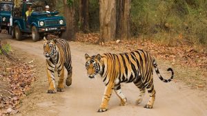 कॉर्बेट टाइगर रिज़र्व: 2015 के बाघ शिकार कांड में ठप