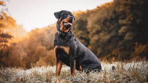 दून में खूंखार नस्लों का बढ़ता खतरा, प्रतिबंध के बावजूद