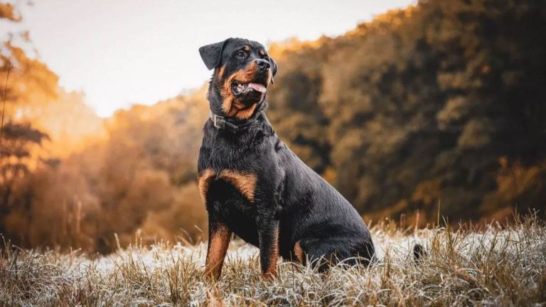 दून में खूंखार नस्लों का बढ़ता खतरा, प्रतिबंध के बावजूद