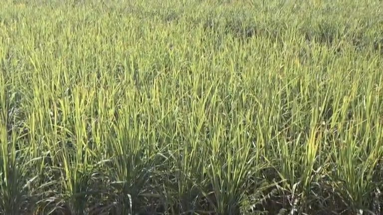 देहरादून: डोईवाला में गन्ना मूल्य को लेकर किसानों में नाराजगी, सरकार से की ये मांग