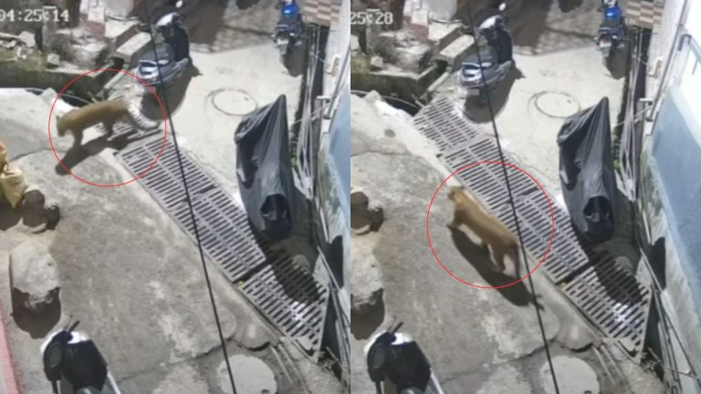 निरंजनी बाग में आधी रात दिखा गुलदार: सीसीटीवी में कैद हुई हलचल, दहशत में स्थानीय निवासी