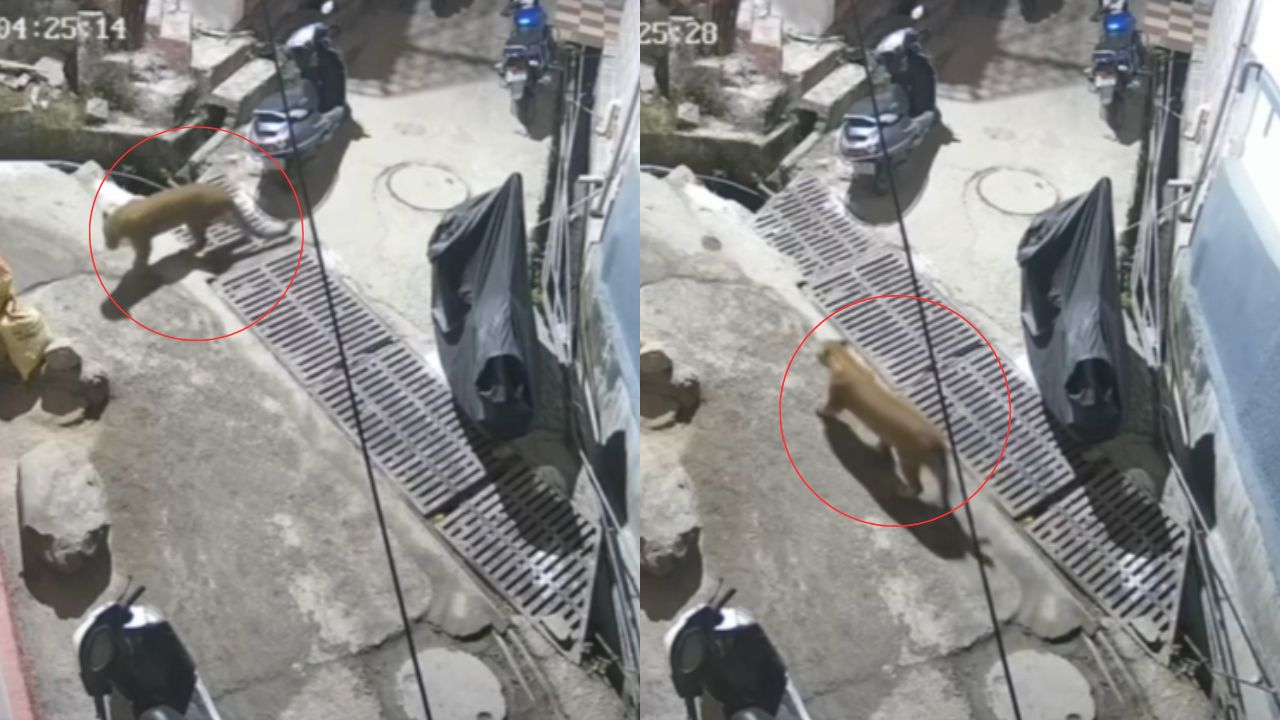 निरंजनी बाग में आधी रात दिखा गुलदार: सीसीटीवी में कैद हुई हलचल, दहशत में स्थानीय निवासी