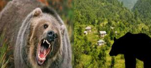 मुनस्यारी में भालू का हमला, खेत में काम कर रही