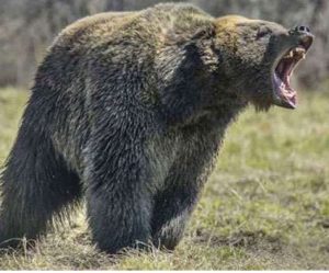 मुनस्यारी में भालू का हमला, महिला की मौत - पर्वतजन