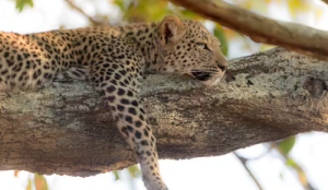 मोटे..आलसी हुए UP-उत्तराखंड के तेंदुए, पंजों में भी धार खत्म..जंगल