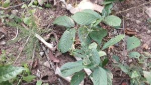 रामनगर में हुआ दिल दहला देने वाला हादसा, जंगल से मिला नर कंकाल, जानें पूरा मामला