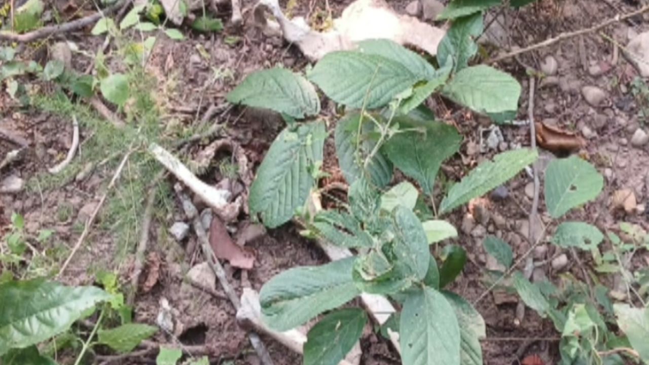 रामनगर में हुआ दिल दहला देने वाला हादसा, जंगल से मिला नर कंकाल, जानें पूरा मामला