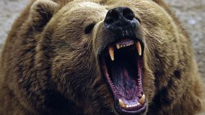 रुद्रप्रयाग में खूंखार जानवर का आतंक, महिलाओं पर किया जानलेवा हमला; दहशत में लोग