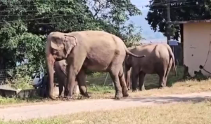 शॉर्टकट बना जानलेवा,जंगल में हाथी के हमले से 12 साल