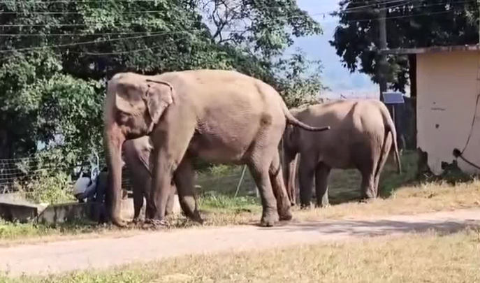 शॉर्टकट बना जानलेवा,जंगल में हाथी के हमले से 12 साल