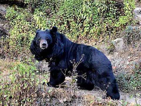 Bear threat intensifies in Uttarkashi; panic in villages